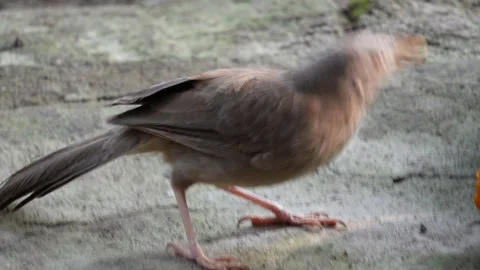 A Jungle Myna is mango Stock Footage 311729254