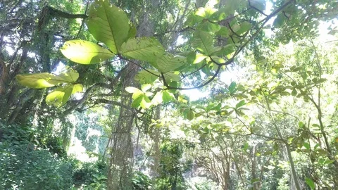 Jungle Nature Stock Footage 97418013