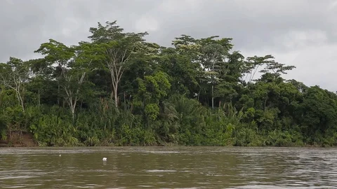 Jungle near amazon river Stock Footage 103043689