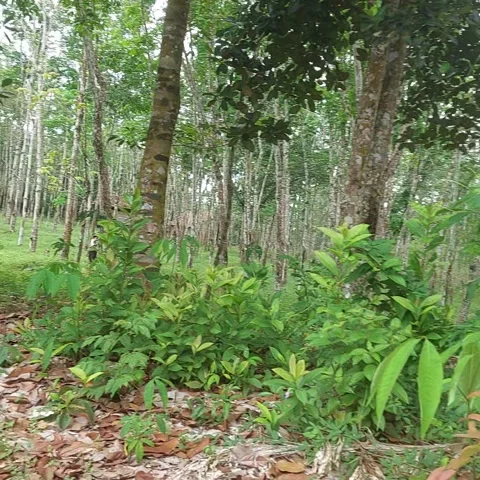 Jungle in North Stock Footage 247445790