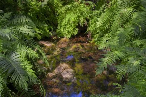 Jungle or Forest Stock Photos