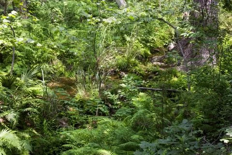 Jungle or Forest Stock Photos