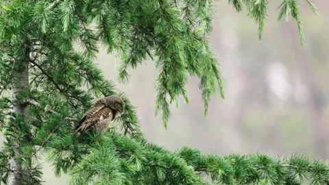 Jungle Owlet calling from tree branch 4k Stock Footage 336115113