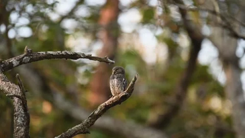 Jungle owlet perched elegantly in Kabini national park Stock Footage 266996012