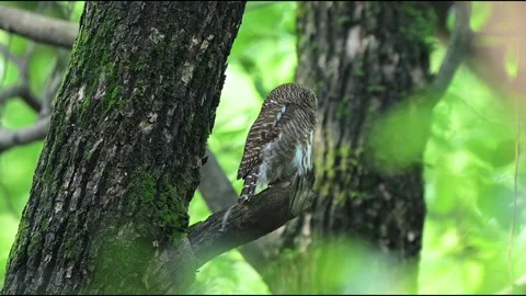 Jungle Owlet Perched on Tree Branch Looking at Camera in Tropical Forest Видео 330981649