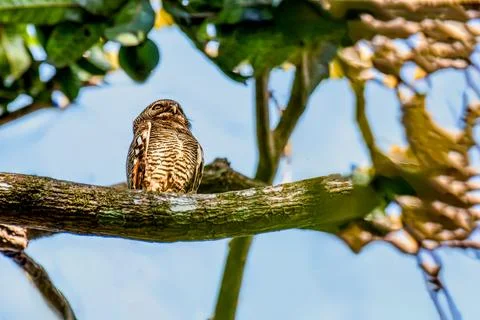 Jungle Owlet Fotos de archivo