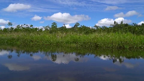 Jungle Oxbow Lake Stock Footage 73253828