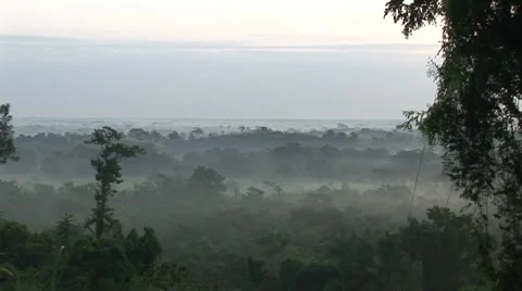 Jungle at Palenque in Mexico Vídeo Stock 7749757