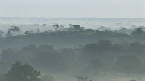 Jungle at Palenque in Mexico Vídeo Stock 7749760