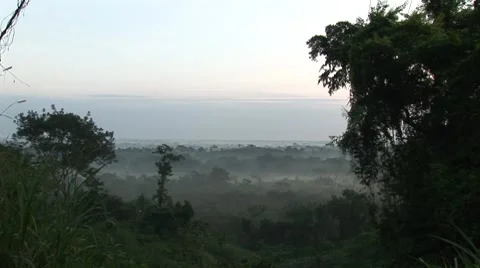 Jungle at Palenque in Mexico Vídeo Stock 7749764