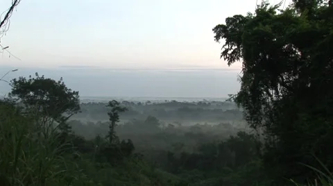 Jungle at Palenque in Mexico Vídeo Stock 7749765