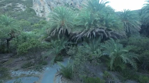 JUNGLE , PALM FOREST Stock Footage 280917744