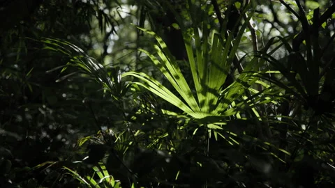 A Jungle Palm in the Sun 2 Stock Footage 209387121