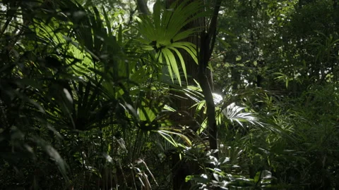 Jungle Palm in the Sun Stock Footage 209387104