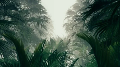 In The Jungle Palms 4K Stock Footage 103138585