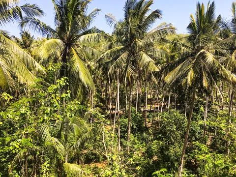 Jungle with palms and coconuts Stock Photos