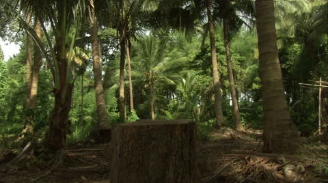 Jungle &amp; Palms Stock Footage 39884314