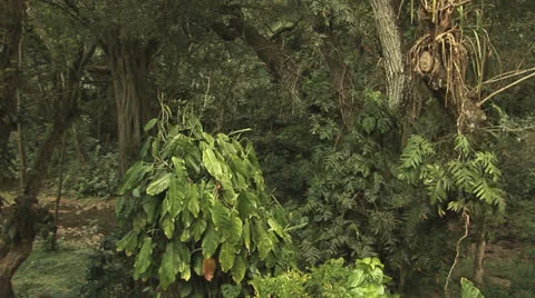 Jungle pan Left to right Stock Footage 22496770