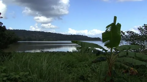 Jungle panama 스톡 동영상 44984167