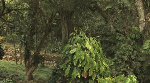 Jungle panoramic left to right Stock Footage 22497321