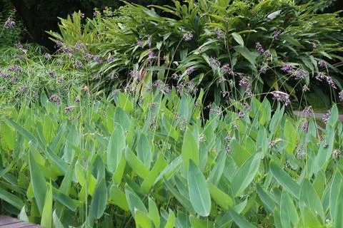 A jungle patch, a patch of alligator flag with long leaves and purple flowe.. Stock Photos