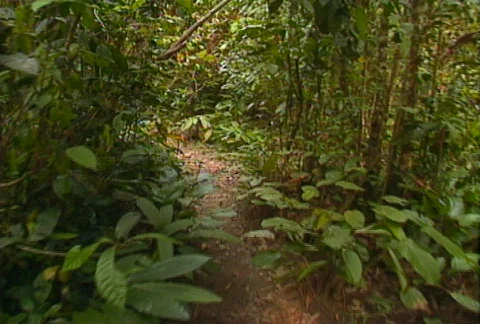 Jungle path 01 Video stock 607588