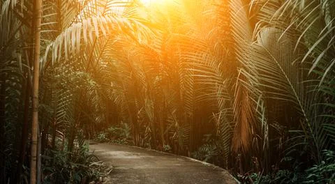 Jungle path on the background of sunset Stock Photos