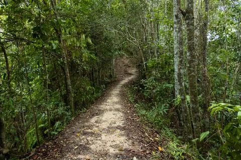 Jungle path, Brunei 스톡 사진