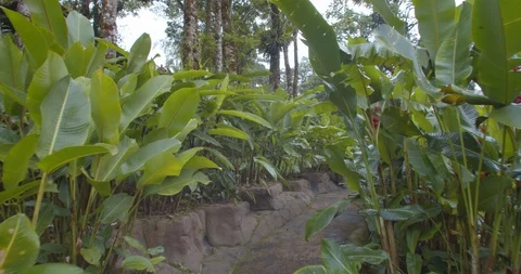 Jungle Path Stock Footage 107448760