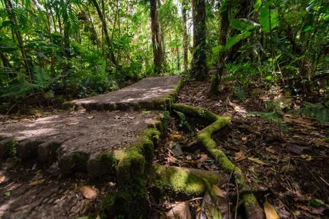 Jungle path. Stock Photos
