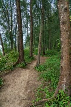 Jungle path Stock Photos