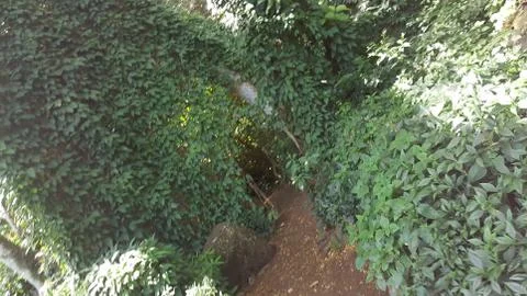 Jungle Path Stock Photos