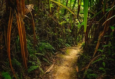 Jungle path in Sumatra Stock Photos