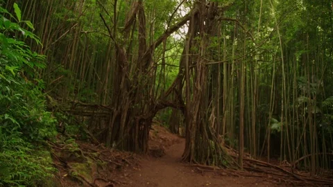 Jungle path through arch formed by Banyon tree roots in dense rainforest. Stock Footage 80510562