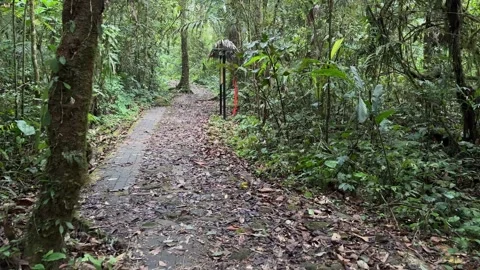 Jungle Path Walking, Lush Green Tropical Forest, POV Tracking Shot Video stock 324782043