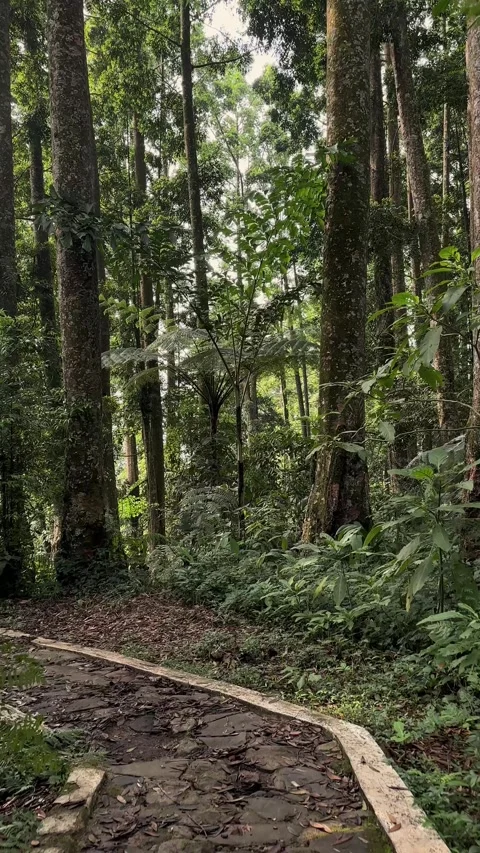 Jungle Pathway Moving Forward, Dense Tropical Forest, Vertical Tracking Shot Stock Footage 321104758