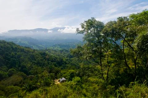 Jungle Stock Photos