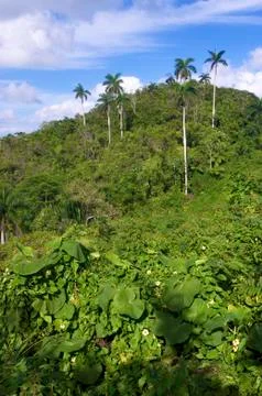 Jungle Stock Photos