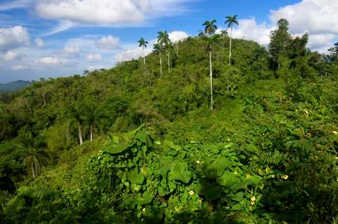 Jungle Stock Photos
