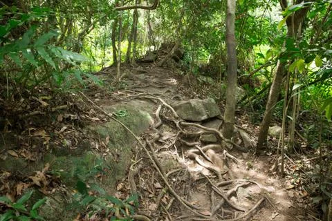 Jungle Stock Photos