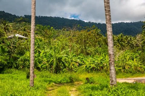The jungle Stock Photos