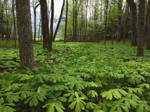 Jungle Stock Photos