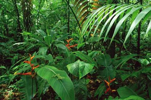 Jungle Stock Photos