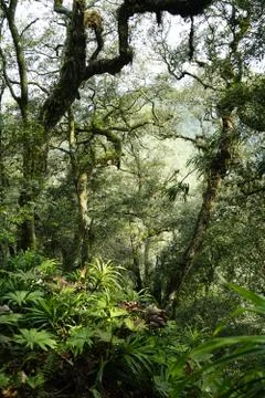 Into the jungle Stock Photos