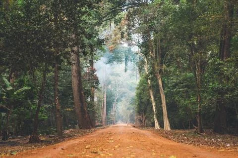 Into the Jungle Stock Photos