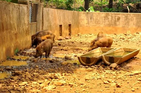 The jungle pigs Stock Photos