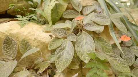 Jungle Plants in Belize Stock Footage 105820681