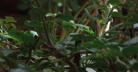 Jungle plants in the rain Stock Footage 101128408
