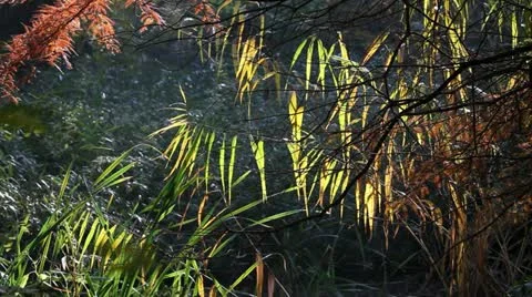 Jungle plants sunlit Stock Footage 11401228