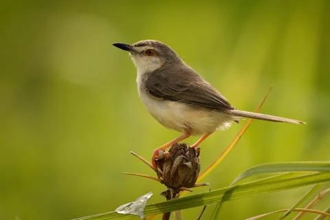 Jungle prinia Prinia sylvatica small passerine bird warbler in Cisticolidae.. Stock Photos